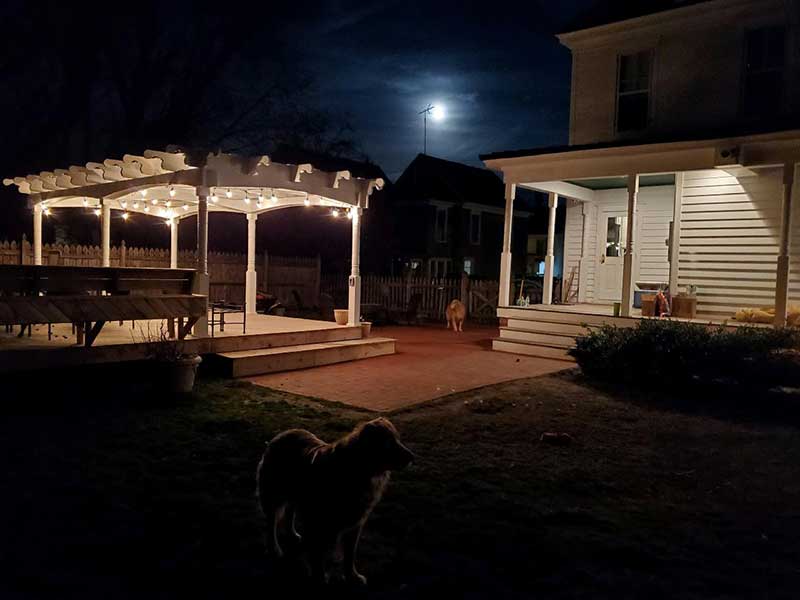 An evening setting in a backyard with a freshly painted pergola and new brick walkway.  Two laborador retrievers revel in the moonlight.